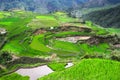 Ricefields in Philippines Royalty Free Stock Photo