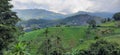 Ricefields of Sri Lanka during the early morning. Royalty Free Stock Photo