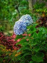a close up foto of hydrangea macrophylla Royalty Free Stock Photo