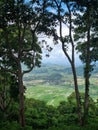 Ricefields view from the hills Royalty Free Stock Photo