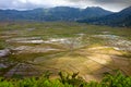 Ricefields, island Flores, Indonesia Royalty Free Stock Photo