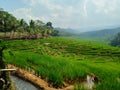 Riceland sawah desa