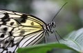 Ricepaper butterfly Royalty Free Stock Photo