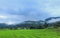 Rices farm view Royalty Free Stock Photo