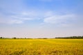 Rices field landscape with clouds and blue sky