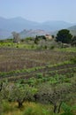 Rich agriculture on Mount Etna with hill town in background, Sicily Italy