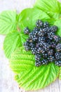 Rich blackberry on the green leafs Royalty Free Stock Photo