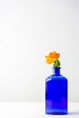 Rich Blue Vase with Orange and Yellow Rose Royalty Free Stock Photo
