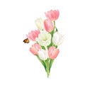 A rich bouquet of white and pink tulips and a butterfly, hand-drawn watercolor illustration on a white background.