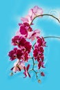 Dark red orchid flowers on blue Royalty Free Stock Photo