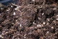 Rich brouwn potting soil pilled up in a pot