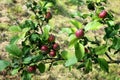 Rich bunch of red apples on a branch