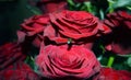 rich burgundy roses delight, burgundy roses, cute flowers,