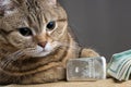 A rich cat. Cat`s head near the silver bullion and cash dollars