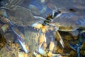 Rich catch of blue crab