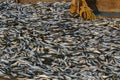 Rich catch. Full ship of fish. Fishing dock in southern India Royalty Free Stock Photo