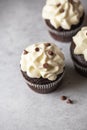 Rich chocolate cupcakes with whipped cream frosting and chocolate chips Royalty Free Stock Photo