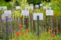 Rich collection of different medicinal, edible, poisonious plants and herbs in abbey botanical garden in Belgium Royalty Free Stock Photo