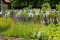 Rich collection of different medicinal, edible, poisonious plants and herbs in abbey botanical garden in Belgium Royalty Free Stock Photo