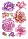 Watercolor illustration flower set in simple white background Royalty Free Stock Photo