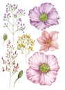 Watercolor illustration flower set in simple white background Royalty Free Stock Photo