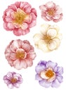 Watercolor illustration flower set in simple white background Royalty Free Stock Photo