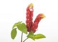 Rich Colored Petals and Leaves of Pink Prawn Plant