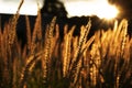 Rich colored wheat on a blurry background