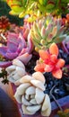 Rich and colorful succulent plants combination Royalty Free Stock Photo