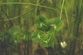 rich-contrast four-leaved-clover lucky charm isolated by selective focus on meadow Royalty Free Stock Photo