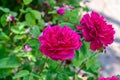 Rich crimson rose of the Darcey Bussell variety growing on a flower bed in a garden or park, close-up. Large magenta rose flowers Royalty Free Stock Photo