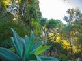 Rich exotic vegetation plants at Isola Bella, Taormina, Italy