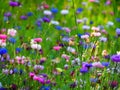 Rich field wild magic colourful flowers