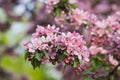 Rich flowering pink Apple-tree Royalty Free Stock Photo
