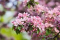 Rich flowering pink Apple-tree Royalty Free Stock Photo