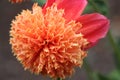 Rich fragrance orange red carnation Royalty Free Stock Photo