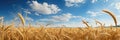 Rich Golden Wheat Fields Swaying Gently In The Wind