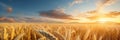 Rich Golden Wheat Fields Swaying Gently In The Wind Royalty Free Stock Photo