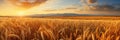 Rich Golden Wheat Fields Swaying Gently In The Wind