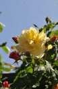 Barona Rose Garden Series - Autumn Sunset - Golden Yellow Rosa Centifolia