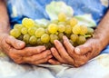 Rich grape produce held by an old woman hands