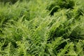 Rich green fern closeup. Royalty Free Stock Photo