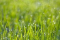 Rich green grass in droplets of dew in the morning sun light Royalty Free Stock Photo