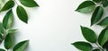 Rich green leaves create elegant corner frame on soft white background, emphasizing natural beauty, tranquility. Perfect for Royalty Free Stock Photo