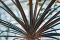 Rich green leaves of a tropical plant in a greenhouse Royalty Free Stock Photo