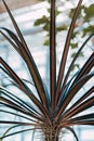 Rich green leaves of a tropical plant in a greenhouse Royalty Free Stock Photo