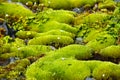 Rich green moss and small white flowers. Royalty Free Stock Photo