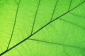 Rich green rim light leaf texture see through symmetry vein structure, beautiful nature texture background concept