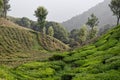 Rich green vegetation land with path and trees