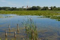 Rich green vegetation on surface of river Riv, water lily leaves and reed, town suburbs in background, ecology concept